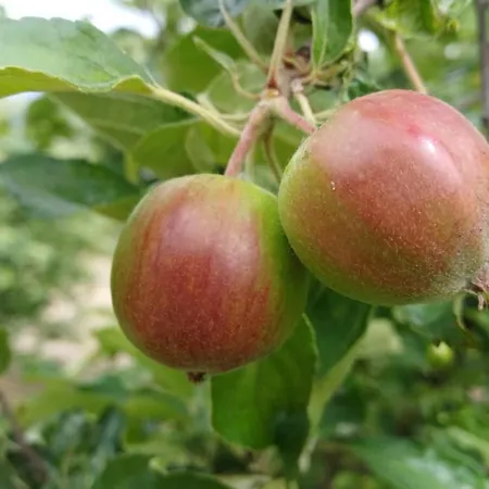Dunaparti Haz * Kravany nad Dunajom